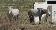 Cavalls de la Camarga o del canyissar.