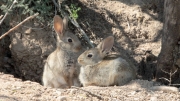 Conills (Leporidae)