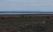 Cabirol ( Capreolus capreolus)