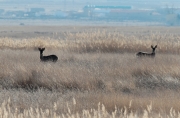 Cabirols mascle i femella ( Capreolus capreolus)