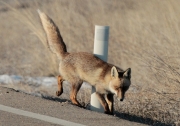 Guineu comuna (Vulpes vulpes)