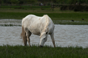 Cavall de la Camarga