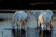 Cavalls de la Camarga