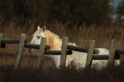 Cavalls de la Camarga