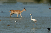 Daina.( Dama dama ) i Flamenc ( Phoenicopterus ruber)