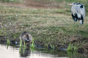 Coipú. ( Myocastor coypus ) Bernat pescaire ( Ardea cinerea )