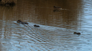 Coipú. ( Myocastor coypus )