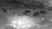 Fotoparany al Montsec: FAmília de senglars amb garrins i joves