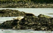 Foca gris (Halichoerus grypus) a Inchmickery