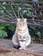 Gat domèstic "universitari" (Felis silvestris catus)