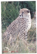 Guepard