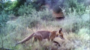 Fotoparany a la Vall d'Àger: Guineu marxant