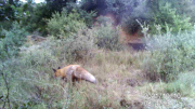 Fotoparany a la Vall d'Àger: Guineu de pas de dia