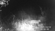 Fotoparany a la Vall d'Àger: Guineu de pas de nit