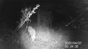 Fotoparany a Vallbona: Guineuen mal estat ensumant de nit