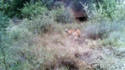 Fotoparany a la Vall d'Àger: 2 Guineus juntes 1/3