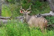 Gran kudú(Tragelaphus strepsiceros)