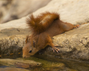 Esquirol (Sciurus vulgaris)