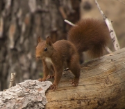 Esquirol (Sciurus vulgaris)