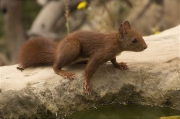 Esquirol (Sciurus vulgaris)