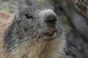 Marmota.Marmota marmota