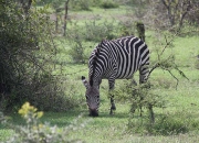 Zebra (Equus quagga)