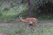 Impala (Aepyceros melampus)