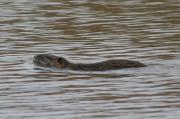 Coipú o rata castor.Myocastor coypus.