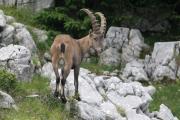 Ibex. Capra ibex