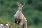 Ibex. Capra ibex