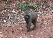 Papió anubis (Papio anubis)