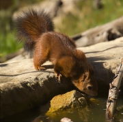 Esquirol (Sciurus vulgaris)