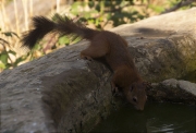 Esquirol (Sciurus vulgaris)