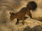 Esquirol (Sciurus vulgaris)