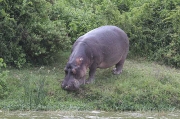 Hipopòtam (Hippopotamus amphibius)