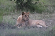 Lleó (Panthera leo)