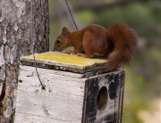 Esquirol (Sciurus vulgaris)