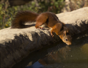 Esquirol (Sciurus vulgaris)