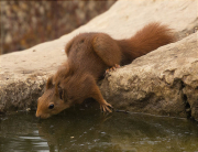 Esquirol (Sciurus vulgaris)