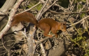 Esquirol (Sciurus vulgaris)