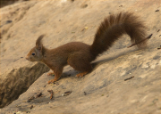 Esquirol (Sciurus vulgaris)