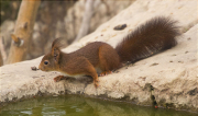 Esquirol (Sciurus vulgaris)