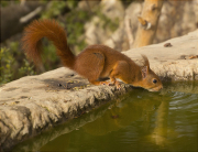 Esquirol (Sciurus vulgaris)