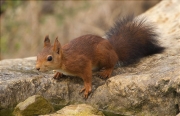 Esquirol (Sciurus vulgaris)