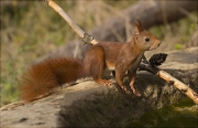 Esquirol (Sciurus vulgaris)