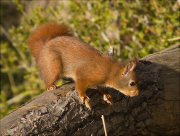 Esquirol (Sciurus vulgaris)