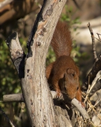 Esquirol (Sciurus vulgaris)