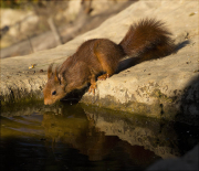 Esquirol (Sciurus vulgaris)