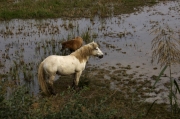 Cavalls de la Camarga