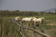 Cavalls